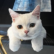 Whitey Ford joined the competition — help win amazing prizes! cat, white_cat, pet, animal, feline, portrait, close_up, indoors, table, paws, whiskers, ears, eyes, looking_at_camera, sitting, relaxed, cute, fluffy, furniture, photography