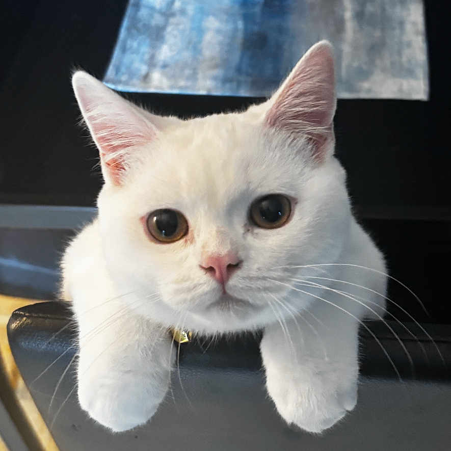 Whitey Ford