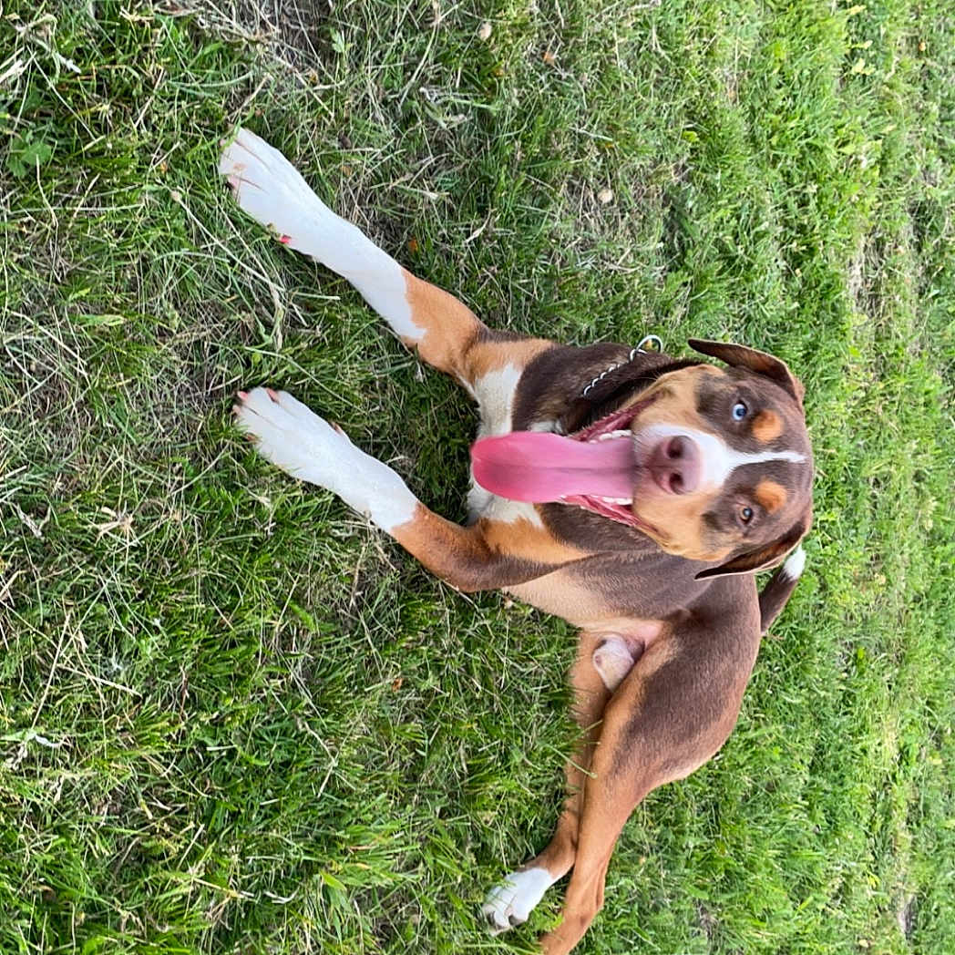 Beefcake is registered to the contest to win money with this photo: animal, brown, canine, collar, dog, ears, field, fur, grass, green, happy, lying_down, nature, outdoor, pet, playful, summer, tongue, tongue_out, white_paws