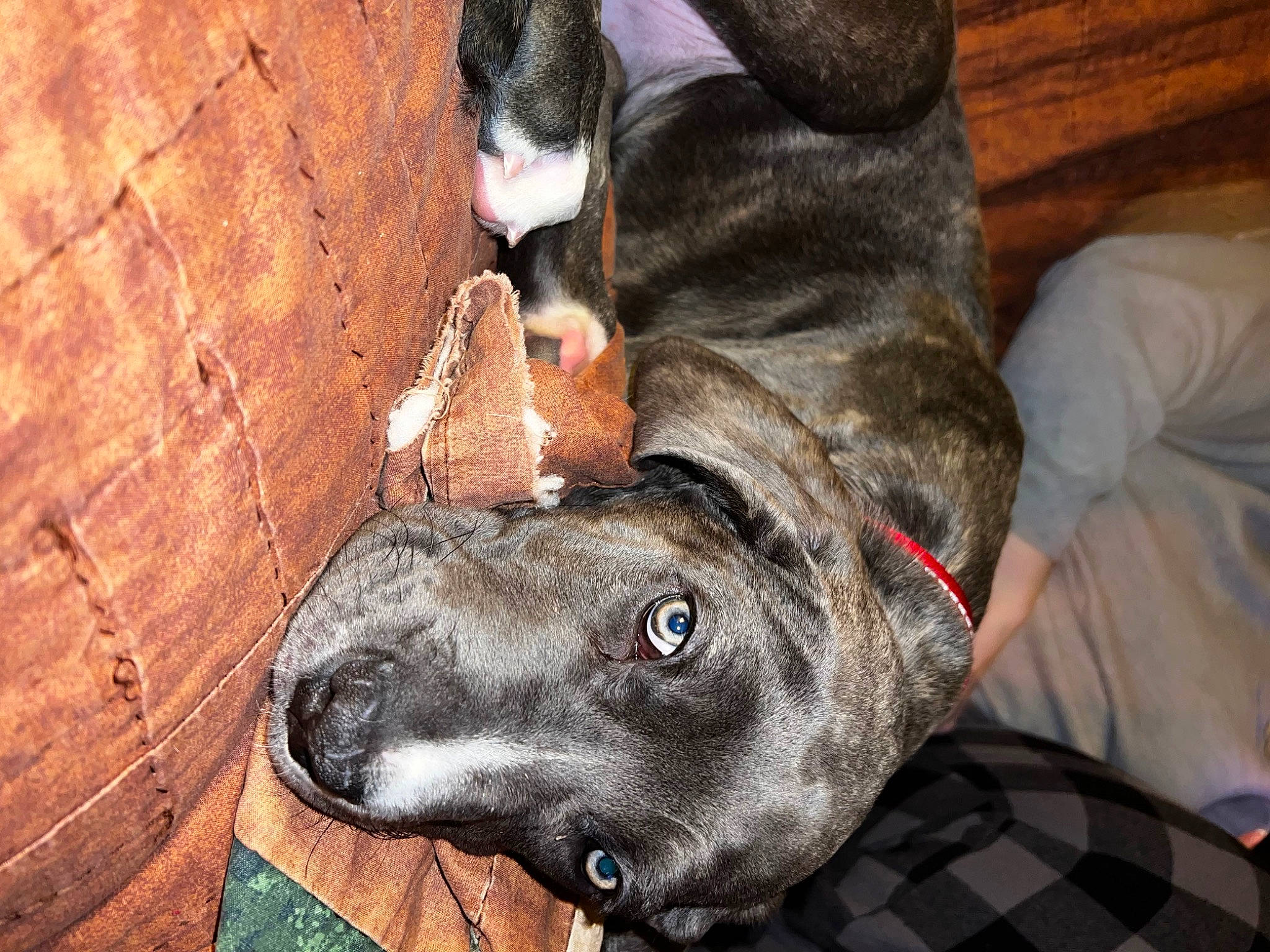 Vivian joined the competition — help win amazing prizes! canidae, carnivore, collar, companion_dog, dog, dog_breed, dog_collar, ear, fawn, fur, grey, guard_dog, jaw, liver, plaid, snout, sporting_group, tartan, whiskers, working_animal