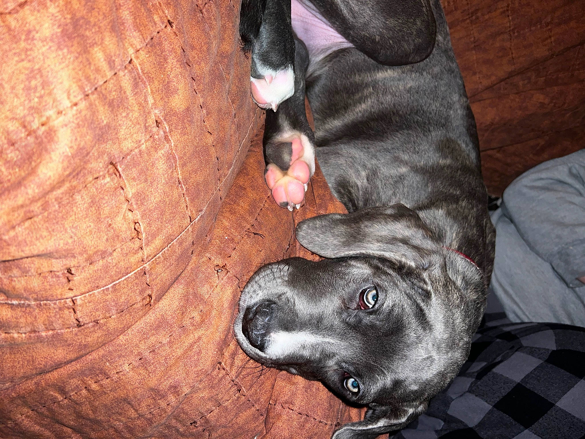 Vivian joined the competition — help win amazing prizes! carnivore, comfort, companion_dog, dog, dog_breed, ear, fur, gesture, grey, guard_dog, mammal, pattern, paw, plaid, sporting_group, tartan, vertebrate, whiskers, wood, working_animal