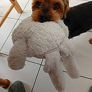 Nao a rejoint le concours — aidez-le/la à gagner de superbes lots ! dog, stuffed_toy, white_toy, tile_floor, footwear, slipper, wooden_table, pet, playful, cute, small_dog, indoor, animal, toy_in_mouth, brown_dog, black_fur, close_up, floor_tiles, domestic_pet, looking_up