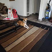 Lexi joined the competition — help win amazing prizes! dog, rug, living_room, table, backpack, vacuum_cleaner, couch, cushion, floor, wall, painting, bag, papers, collar, wood_floor, doorway, home_interior, pet, resting, furniture