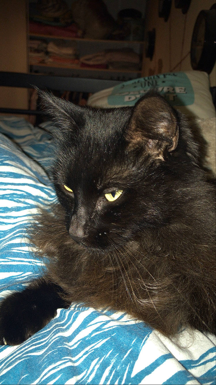 Lost a rejoint le concours — aidez-le/la à gagner de superbes lots ! asian, black_cat, bombay, burmese, carnivore, cat, domestic_long_haired_cat, domestic_short_haired_cat, felidae, kitten, korat, mammal, nebelung, small_to_medium_sized_cats, snout, vertebrate, whiskers