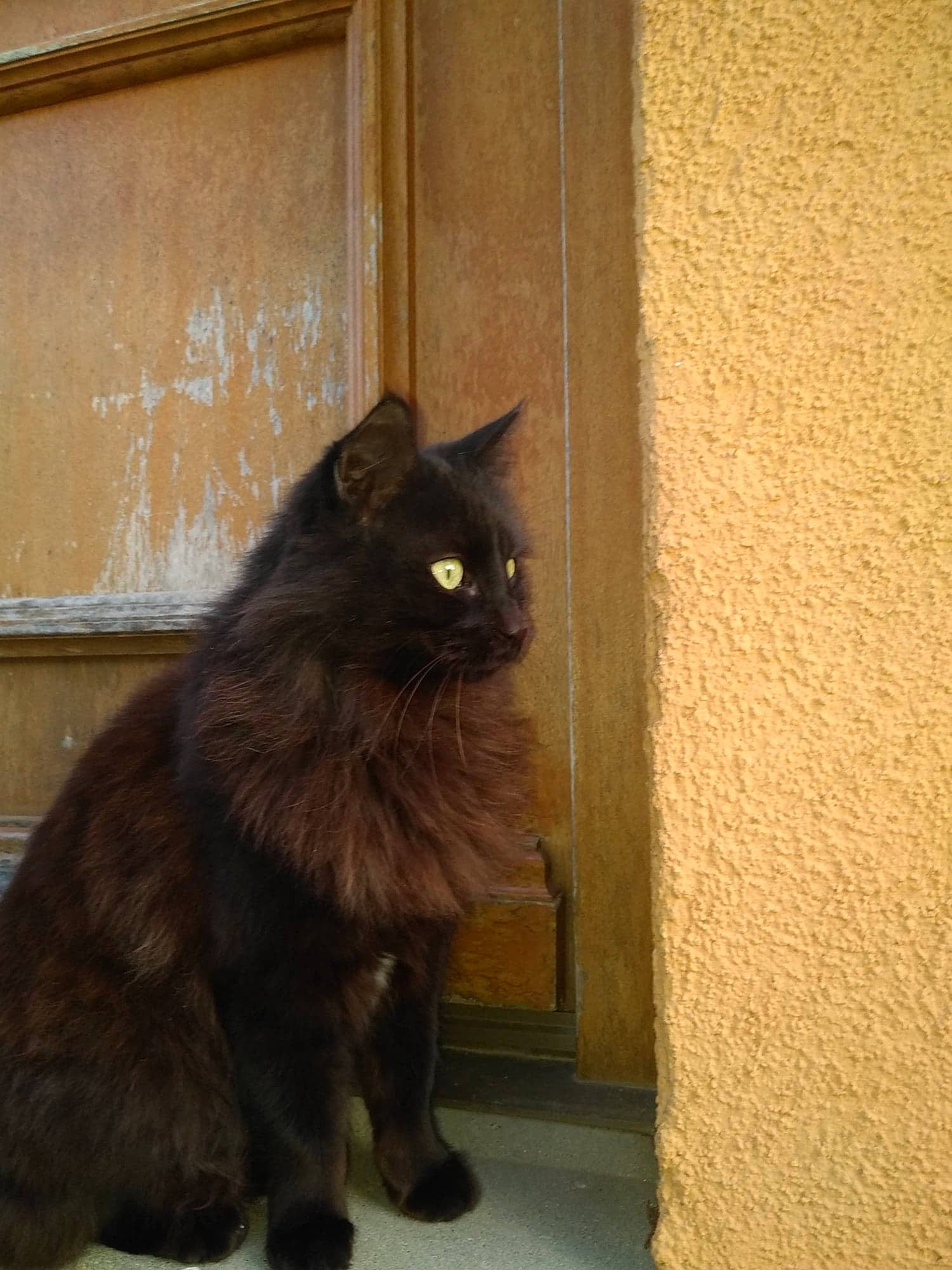 Lost participe au concours pour gagner de l'argent avec cette photo : asian_semi_longhair, black_cat, bombay, carnivore, cat, domestic_long_haired_cat, domestic_short_haired_cat, felidae, korat, maine_coon, mammal, nebelung, persian, small_to_medium_sized_cats, tail, whiskers