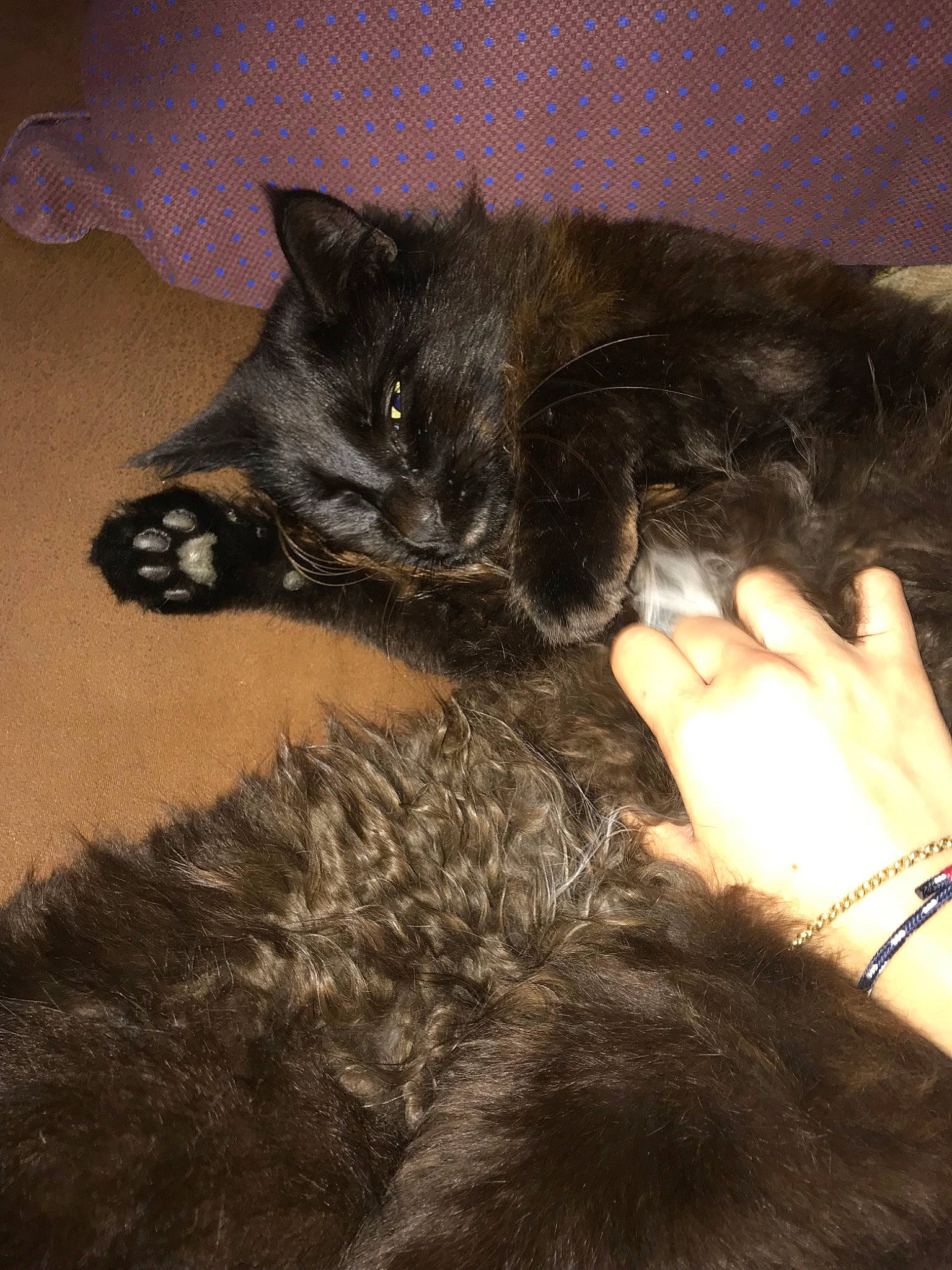 Lost a rejoint le concours — aidez-le/la à gagner de superbes lots ! asian, black_cat, carnivore, cat, claw, domestic_long_haired_cat, domestic_short_haired_cat, ear, felidae, fur, mammal, nebelung, small_to_medium_sized_cats, tail, whiskers