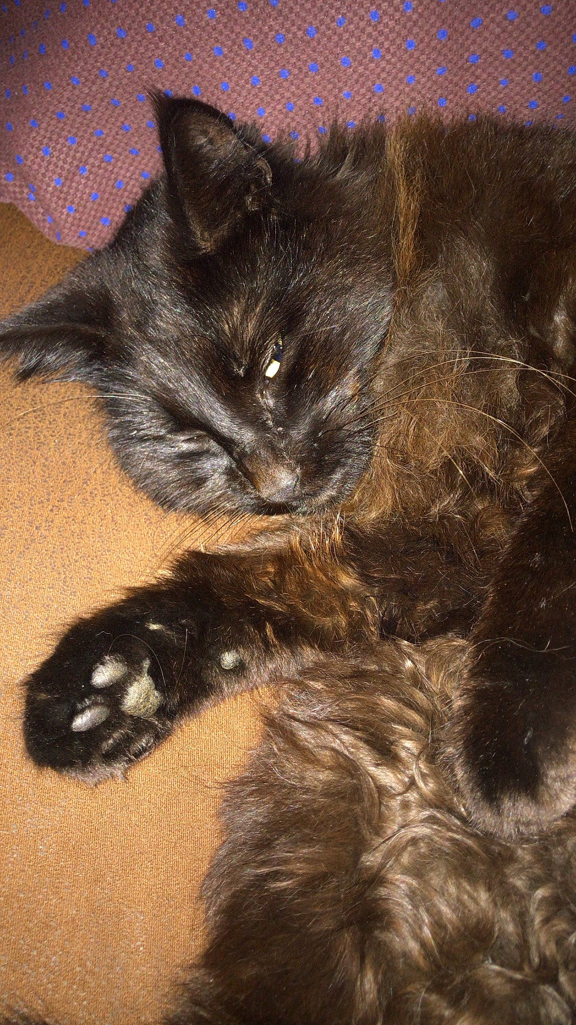 Lost a rejoint le concours — aidez-le/la à gagner de superbes lots ! asian, black_cat, carnivore, cat, claw, domestic_long_haired_cat, domestic_short_haired_cat, ear, felidae, fur, kitten, mammal, nebelung, norwegian_forest_cat, paw, polydactyl_cat, small_to_medium_sized_cats, snout, tail, whiskers