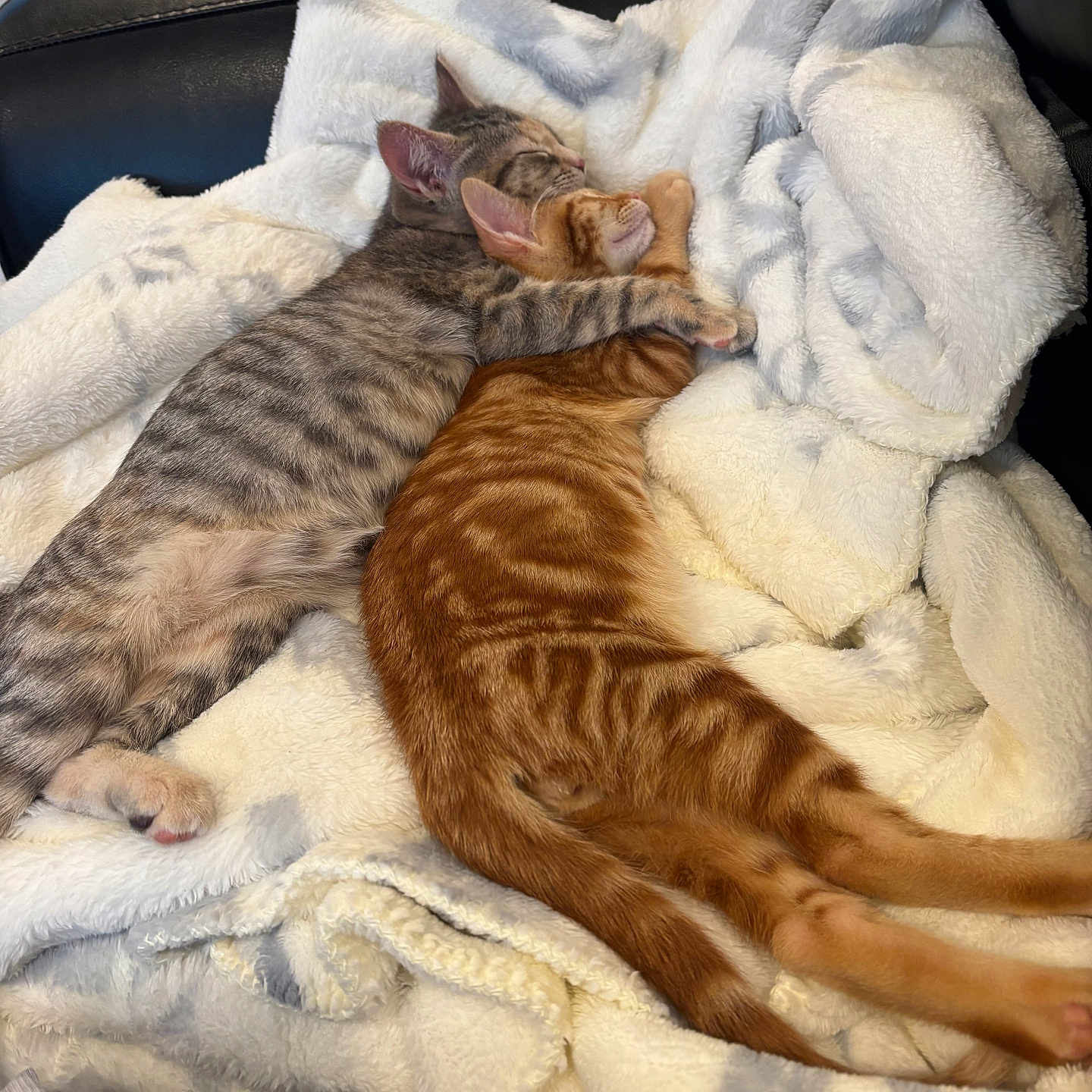 Sassy And Ruger joined the competition — help win amazing prizes! adorable, animal, blanket, cat, companion, cozy, cuddle, cute, friendship, fur, gray_tabby, indoor, kitten, orange_tabby, pet, relaxation, resting, sleeping, soft, tabby