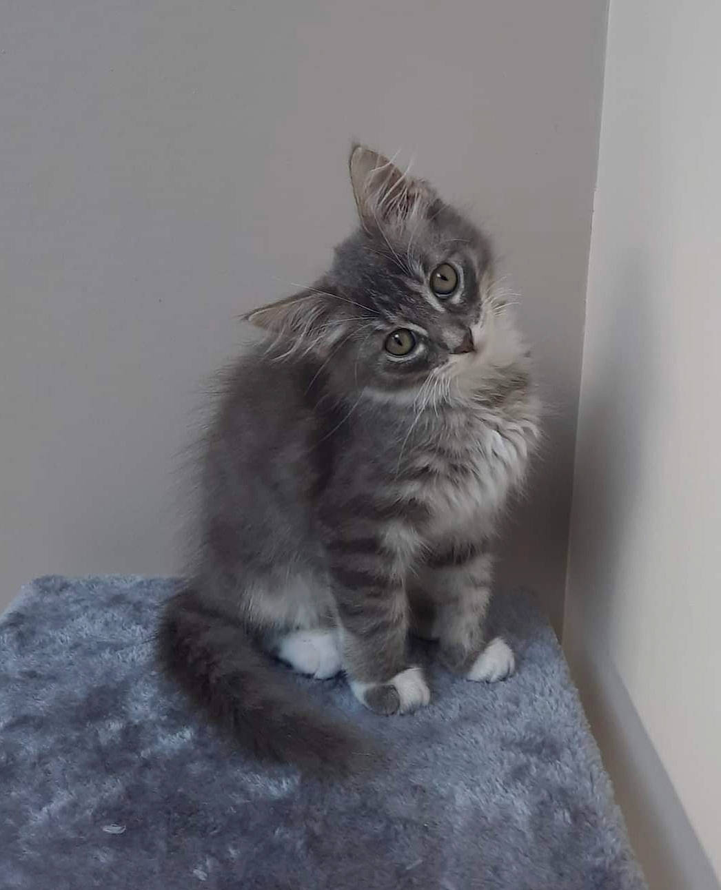 Lizzie a rejoint le concours — aidez-le/la à gagner de superbes lots ! carnivore, cat, claw, domestic_short_haired_cat, eye, felidae, flooring, fur, grey, monochrome, monochrome_photography, paw, sitting, small_to_medium_sized_cats, snout, tail, whiskers, window