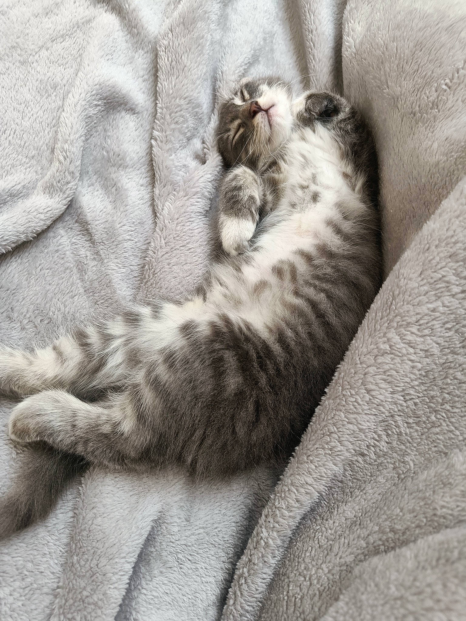 Lizzie participe au concours pour gagner de l'argent avec cette photo : carnivore, cat, cat_bed, claw, comfort, domestic_short_haired_cat, felidae, fur, grey, monochrome, monochrome_photography, nap, paw, sleep, small_to_medium_sized_cats, snout, tail, terrestrial_animal, textile, whiskers