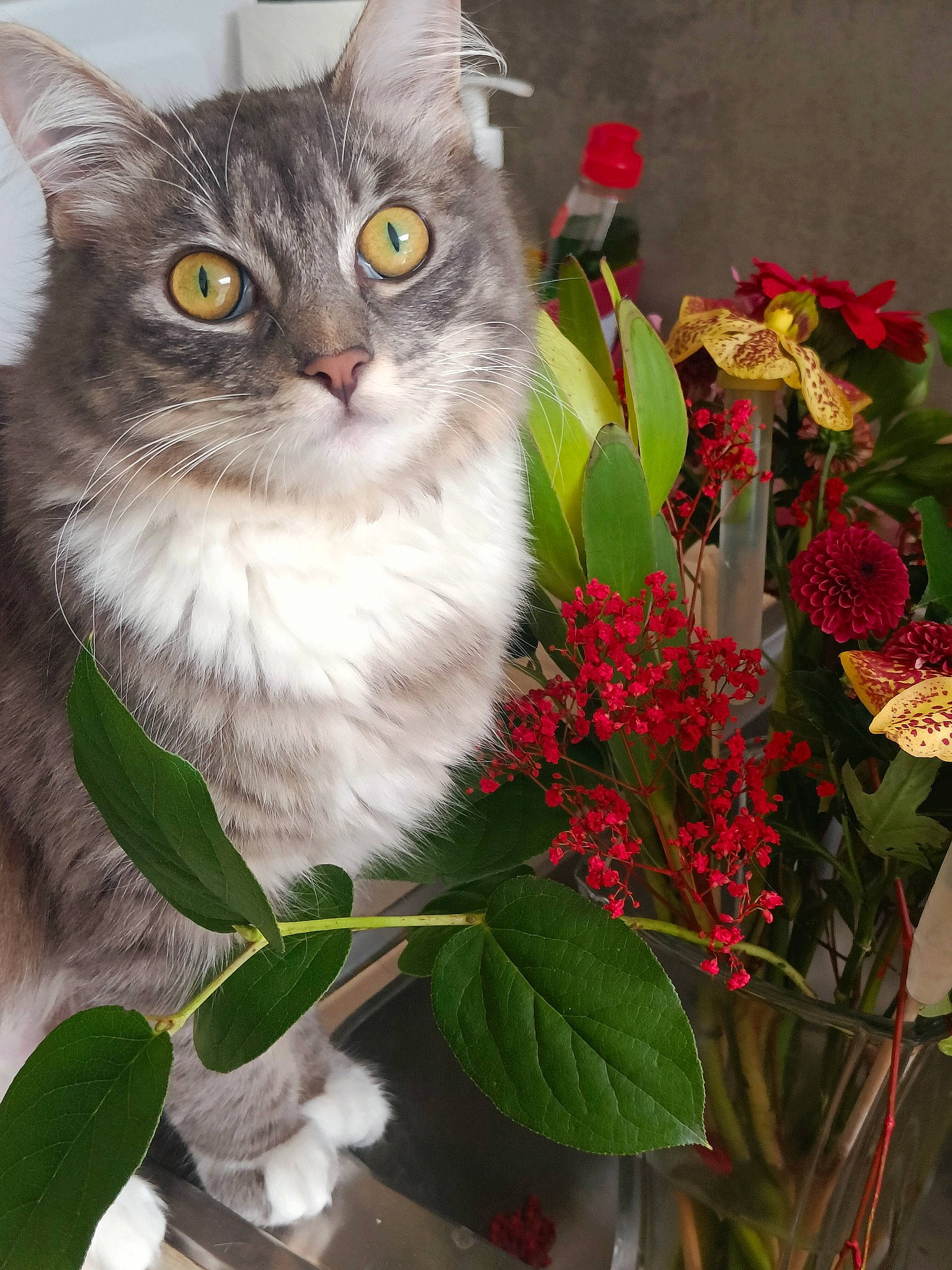 Lizzie participe au concours pour gagner de l'argent avec cette photo : annual_plant, art, carnivore, cat, domestic_short_haired_cat, event, felidae, floral_design, flower, flower_arranging, flowering_plant, fur, grass, herbaceous_plant, holiday, petal, plant, small_to_medium_sized_cats, tail, whiskers
