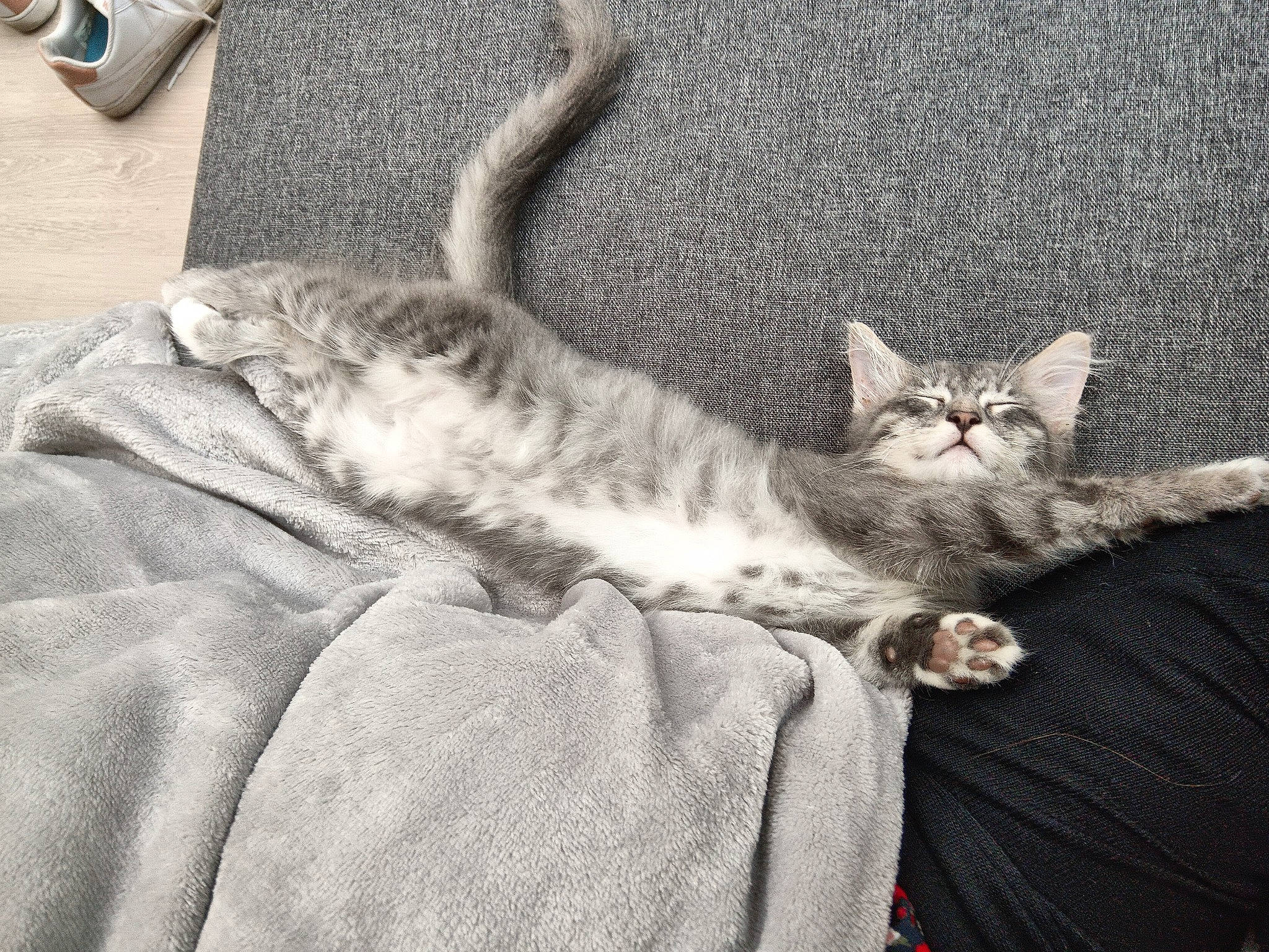 Lizzie participe au concours pour gagner de l'argent avec cette photo : carnivore, cat, claw, comfort, domestic_short_haired_cat, felidae, fur, grey, monochrome, nap, paw, sitting, sleep, small_to_medium_sized_cats, tail, whiskers