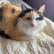 Emma is registered to the contest to win money with this photo: cat, calico_cat, quilt, bedroom, furniture, feline, pet, indoor, resting, fur, animal, cute, cozy, looking, ears, whiskers, sleeping_area, soft_lighting, calm, domestic_animal