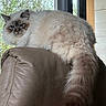 blue_eyes, cat, cozy, ears, feline, fluffy_cat, fur, greenery, home_interior, household, indoor, leather, loaf_position, long_tail, pet, portrait, resting, sofa, whiskers, window