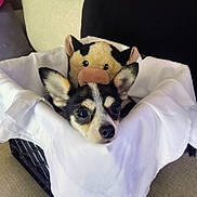 Coco is registered to the contest to win money with this photo: dog, puppy, chihuahua, small_dog, tricolor, blanket, plush_toy, cow_toy, bed, cozy, indoors, portrait, close_up, cute, wide_eyed, ears, nose, black_and_white, soft_fabric, resting