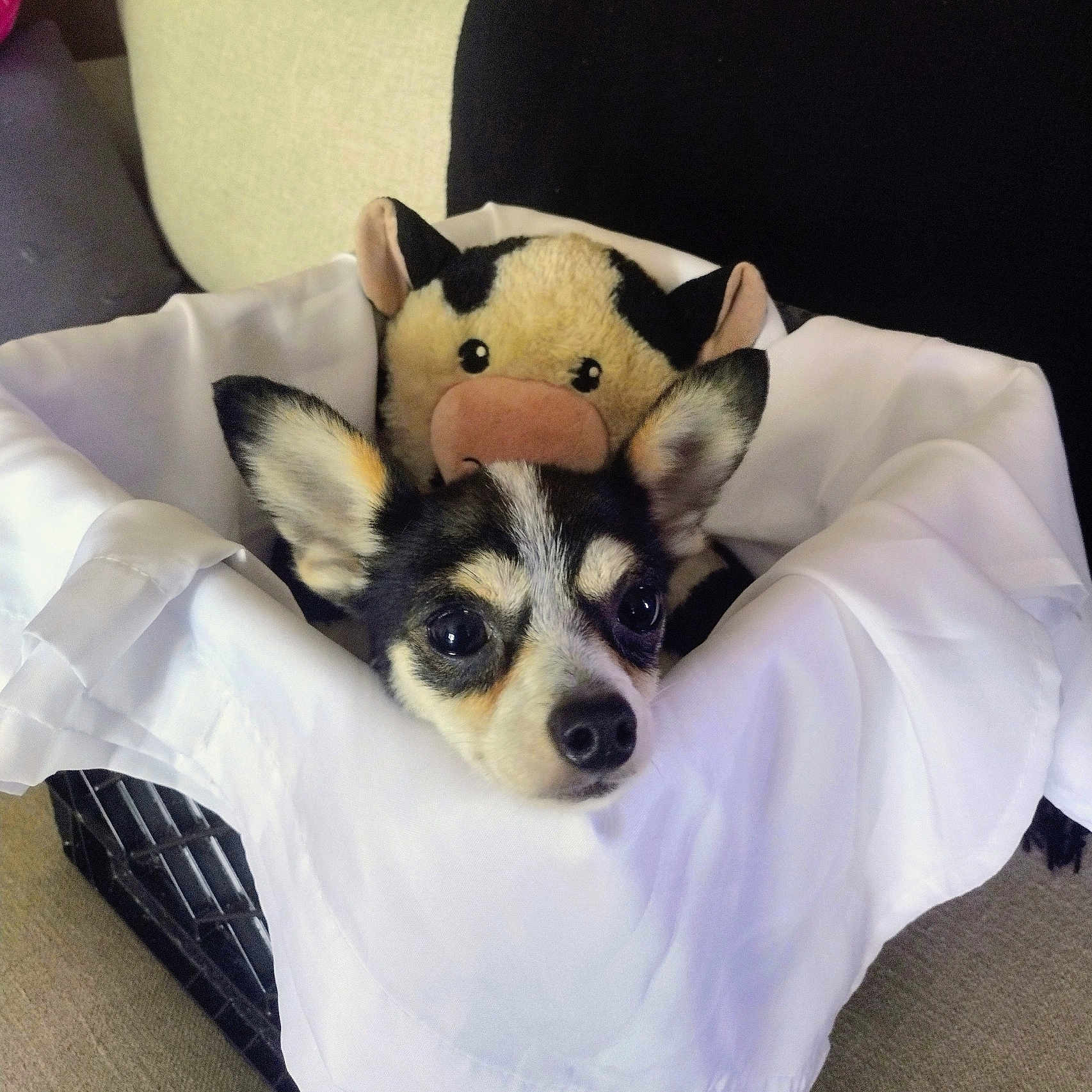Coco is registered to the contest to win money with this photo: dog, puppy, chihuahua, small_dog, tricolor, blanket, plush_toy, cow_toy, bed, cozy, indoors, portrait, close_up, cute, wide_eyed, ears, nose, black_and_white, soft_fabric, resting