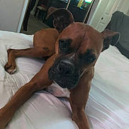 Piper is registered to the contest to win money with this photo: dog, brown_dog, bed, white_bedspread, indoor, pet, canine, relaxed, animal, fur, ears, face, paw, snout, room, furniture, chair, door, blanket, sleepy