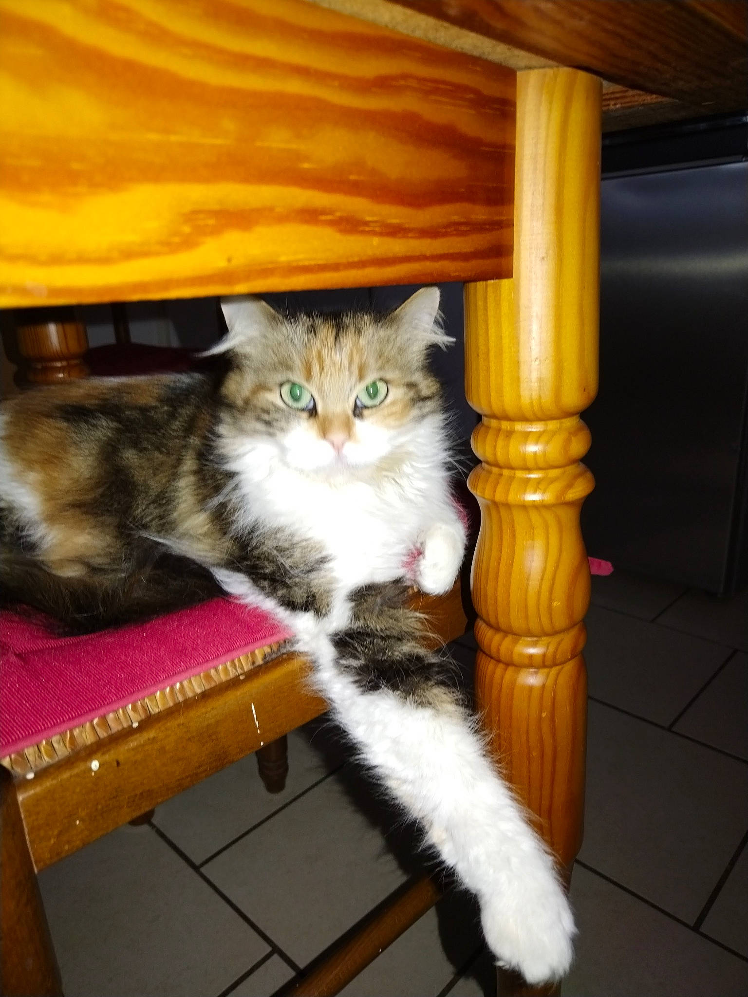 Zara a rejoint le concours — aidez-le/la à gagner de superbes lots ! box, carnivore, cat, comfort, domestic_short_haired_cat, felidae, flooring, fur, hardwood, lap, plant, publication, room, small_to_medium_sized_cats, tail, whiskers, window, wood, wood_stain, yellow