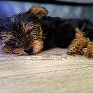 Murphy participe au concours pour gagner de l'argent avec cette photo : puppy, dog, sleeping, fur, closeup, pet, animal, cute, relaxing, floor, brown, black, small, indoor, adorable, canine, young, fluffy, resting, portrait
