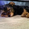 puppy, dog, sleeping, fur, closeup, pet, animal, cute, relaxing, floor, brown, black, small, indoor, adorable, canine, young, fluffy, resting, portrait