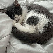 Aya participe au concours pour gagner de l'argent avec cette photo : kitten, cat, sleeping, curled_up, gray_and_white, fur, pet, indoor, blanket, cozy, resting, cute, animal, domestic_cat, soft, relaxation, young_cat, bed, feline, napping