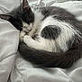 kitten, cat, sleeping, curled_up, gray_and_white, fur, pet, indoor, blanket, cozy, resting, cute, animal, domestic_cat, soft, relaxation, young_cat, bed, feline, napping