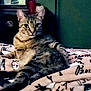 cat, tabby_cat, animal, pet, indoor, bed, blanket, furniture, mirror, dressing_table, curious, resting, feline, striped, cozy, domestic, cute, relaxed, home, soft