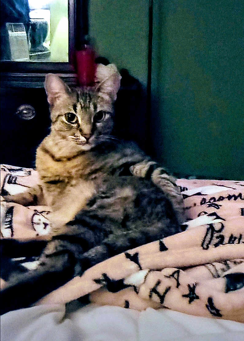 Uno joined the competition — help win amazing prizes! cat, tabby_cat, animal, pet, indoor, bed, blanket, furniture, mirror, dressing_table, curious, resting, feline, striped, cozy, domestic, cute, relaxed, home, soft