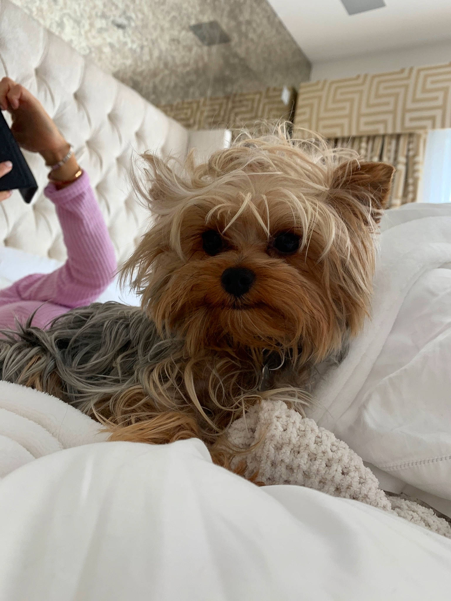 Sugarbear joined the competition — help win amazing prizes! australian_silky_terrier, bed, biewer_terrier, canidae, carnivore, companion_dog, dog, dog_breed, dog_clothes, fur, maltepoo, mammal, morkie, puppy, rare_breed_dog, small_terrier, terrier, toy_dog, vertebrate, yorkshire_terrier