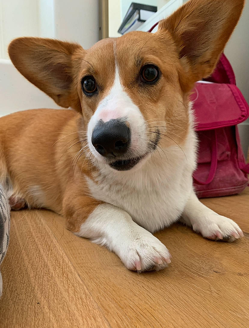 Waffles is registered to the contest to win money with this photo: ancient_dog_breeds, canidae, cardigan_welsh_corgi, carnivore, carolina_dog, companion_dog, corgi_chihuahua, dog, dog_breed, fawn, mammal, pembroke_welsh_corgi, puppy, rare_breed_dog, snout, street_dog, vertebrate, welsh_corgi, whiskers