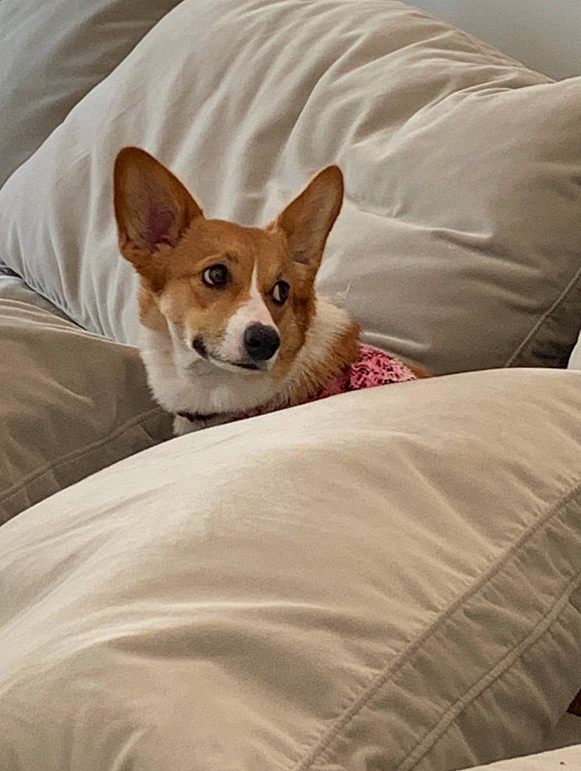 Waffles joined the competition — help win amazing prizes! bed, canidae, cardigan_welsh_corgi, carnivore, carolina_dog, comfort, companion_dog, corgi_chihuahua, dog, dog_breed, fawn, furniture, linens, mammal, pembroke_welsh_corgi, snout, textile, vertebrate, welsh_corgi
