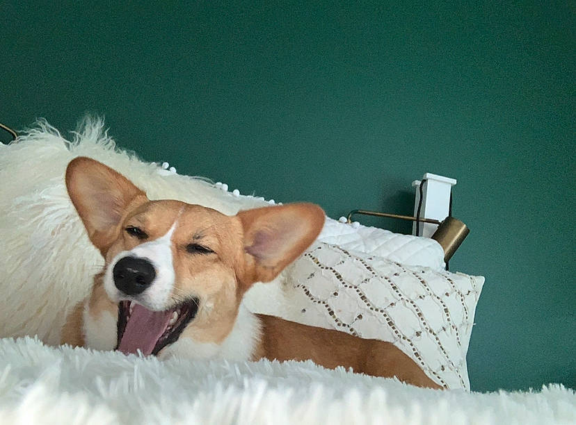 Waffles joined the competition — help win amazing prizes! canidae, cardigan_welsh_corgi, carnivore, companion_dog, dog, dog_breed, ear, mammal, pembroke_welsh_corgi, puppy, snout, vertebrate, welsh_corgi