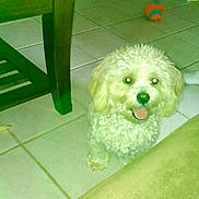 Woody is registered to the contest to win money with this photo: dog, indoor, tile_floor, furniture_leg, foot, sock, curly_fur, pet, animal, happy, tongue_out, shoe, jeans, chair, table, toy, playful, domestic, companionship, household