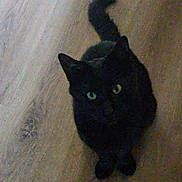 Tommy joined the competition — help win amazing prizes! cat, black_cat, pet, animal, floor, wooden_floor, indoor, looking_up, curious, feline, whiskers, tail, ears, eyes, mammal, domestic_animal, cute, sitting, alone, home