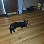 Tommy is registered to the contest to win money with this photo: black_cat, cat, animal, pet, floor, wood_floor, indoor, kitchen, cabinet, trash_can, litter_box, household, domestic, relaxing, lying_down, glowing_eyes, feline, cozy, home, flooring