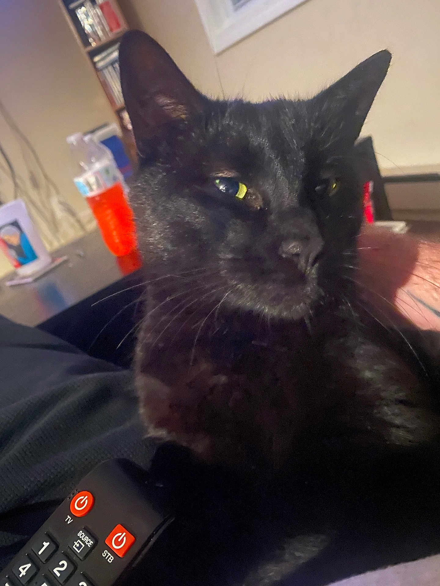 Tommy is registered to the contest to win money with this photo: black_cat, cat, pet, indoor, close_up, remote_control, orange_bottle, shelf, relaxed, whiskers, feline, animal, home, furniture, window, person_arm, electronics, living_room, curious, soft_light