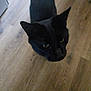 Tommy is registered to the contest to win money with this photo: black_cat, cat, pet, animal, floor, wooden_floor, indoor, looking_up, curious, green_eyes, feline, whiskers, ears, head, close_up, domestic_animal, mammal, fur, house_pet, cute