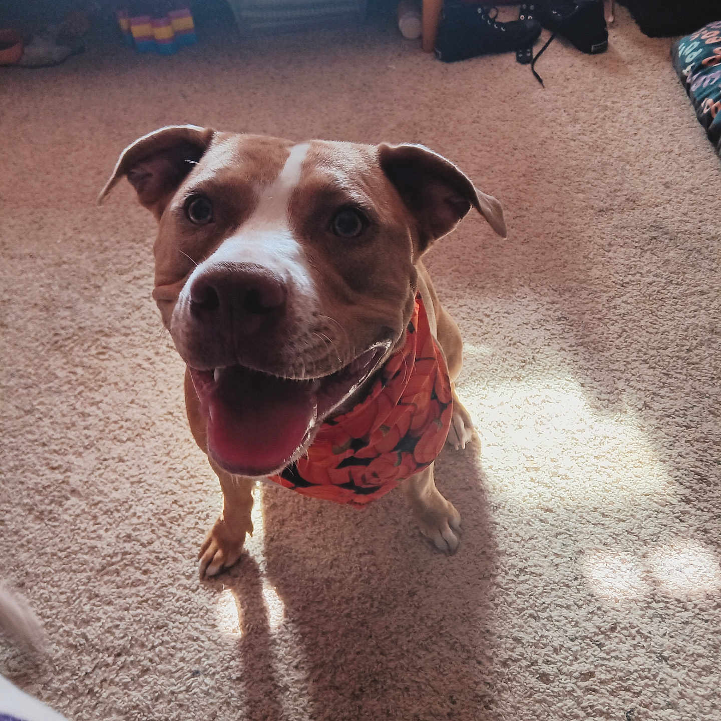 Hazel joined the competition — help win amazing prizes! bandana, brown, canine, carpet, cozy, dog, ears, eyes, floor, fur, happy, home, indoor, mouth, pet, shadow, smiling, sunlight, tongue, white