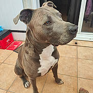 Narco participe au concours pour gagner de l'argent avec cette photo : animal, attentive, background, brindle, brown_eyes, canine, dog, domestic_animal, door, ears, footwear, human_foot, outdoor, paw, pet, sandal, sitting, snout, tile_floor, white_chest