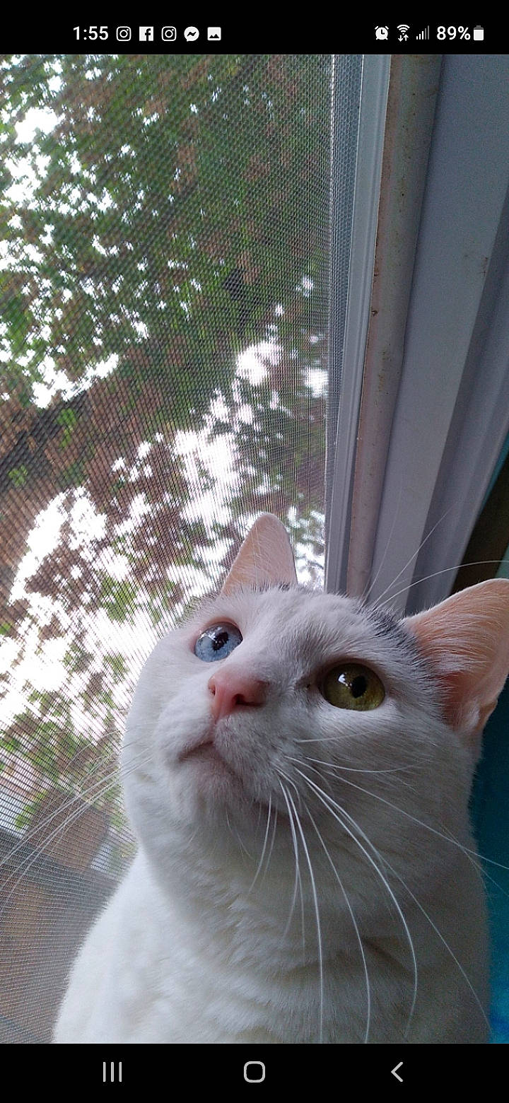 Faith joined the competition — help win amazing prizes! carnivore, cat, domestic_short_haired_cat, fawn, felidae, fur, small_to_medium_sized_cats, snout, tail, whiskers