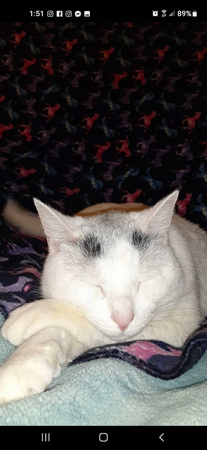 Faith joined the competition — help win amazing prizes! carnivore, cat, cat_supply, comfort, domestic_short_haired_cat, felidae, fur, mammal, nap, paw, sleep, small_to_medium_sized_cats, snout, tail, vertebrate, whiskers