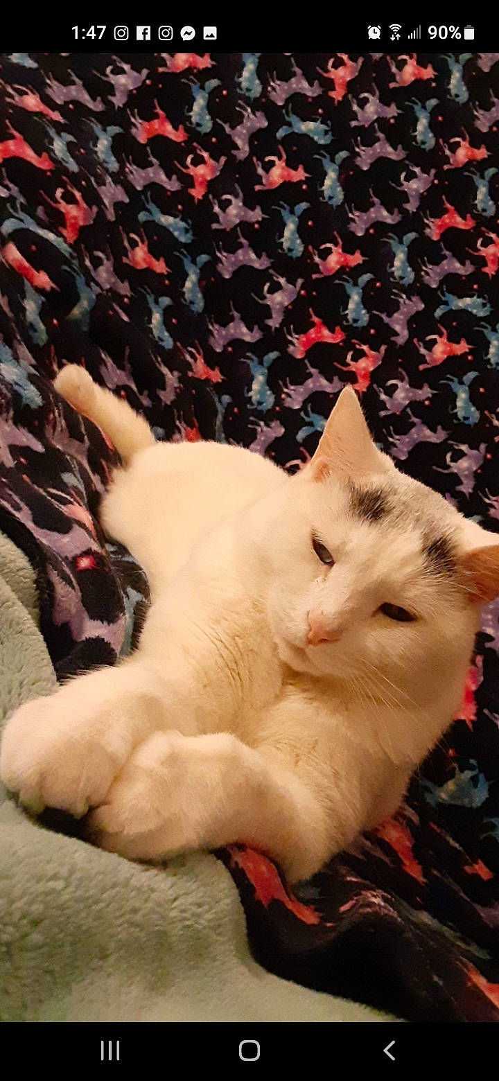 Faith is registered to the contest to win money with this photo: carnivore, cat, claw, domestic_short_haired_cat, eye, fang, fawn, felidae, fur, pattern, paw, photo_caption, small_to_medium_sized_cats, snout, tail, terrestrial_animal, whiskers