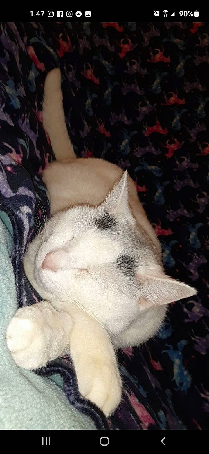 Faith is registered to the contest to win money with this photo: canidae, carnivore, cat, claw, comfort, domestic_short_haired_cat, fawn, felidae, foot, fur, gesture, human_leg, nap, paw, photo_caption, sleep, small_to_medium_sized_cats, tail, toe, whiskers