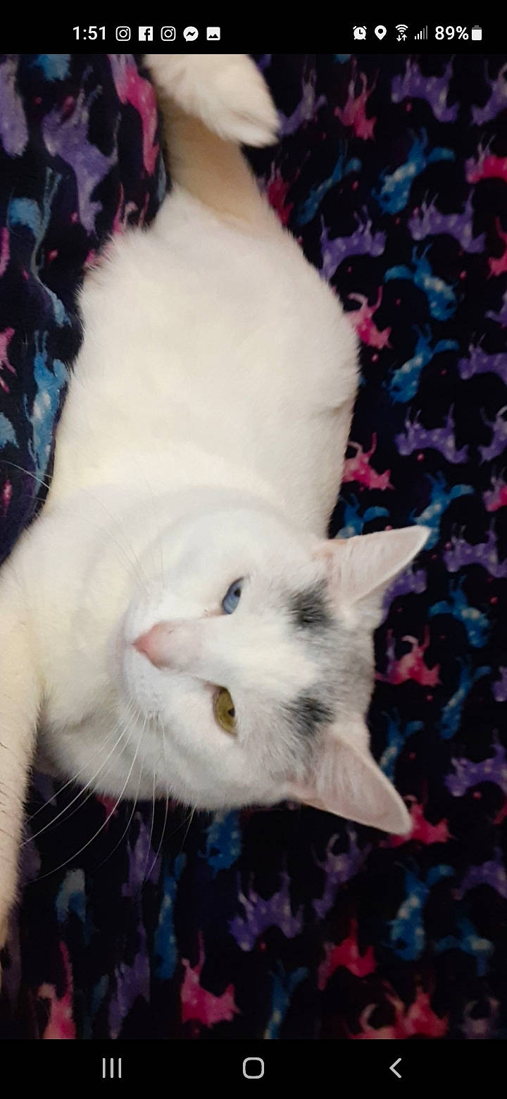 Faith joined the competition — help win amazing prizes! art, carnivore, cat, claw, dog_breed, domestic_short_haired_cat, felidae, fur, magenta, pattern, paw, small_to_medium_sized_cats, tail, whiskers, woven_fabric