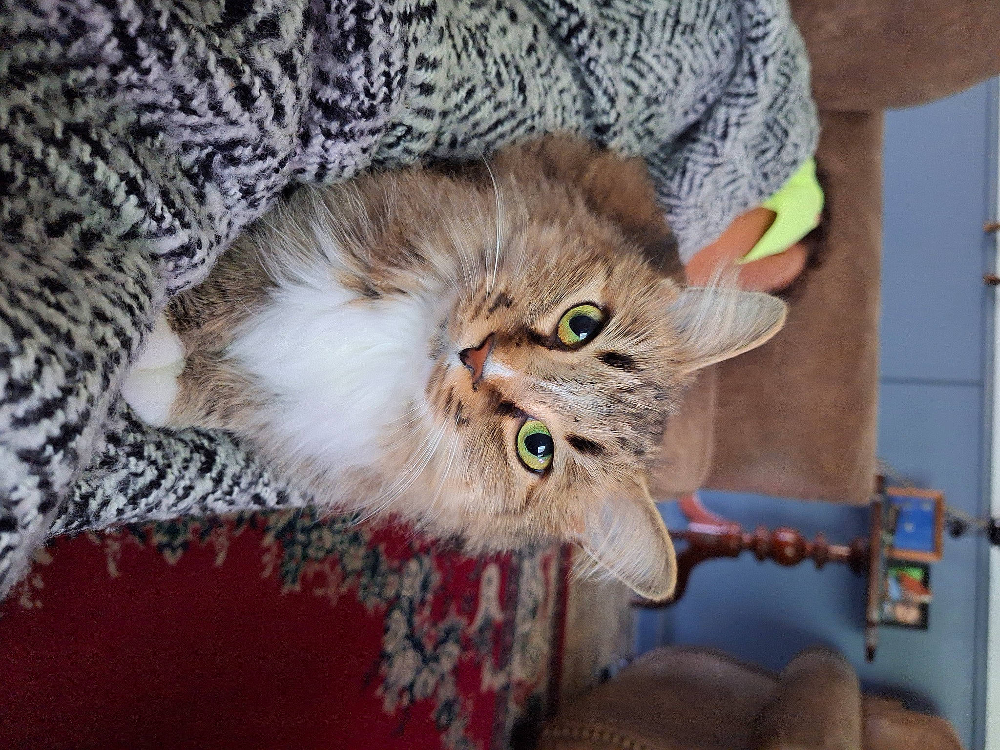 Alice is registered to the contest to win money with this photo: british_longhair, carnivore, cat, claw, comfort, domestic_short_haired_cat, ear, fawn, felidae, fur, maine_coon, paw, plant, small_to_medium_sized_cats, tail, terrestrial_animal, whiskers