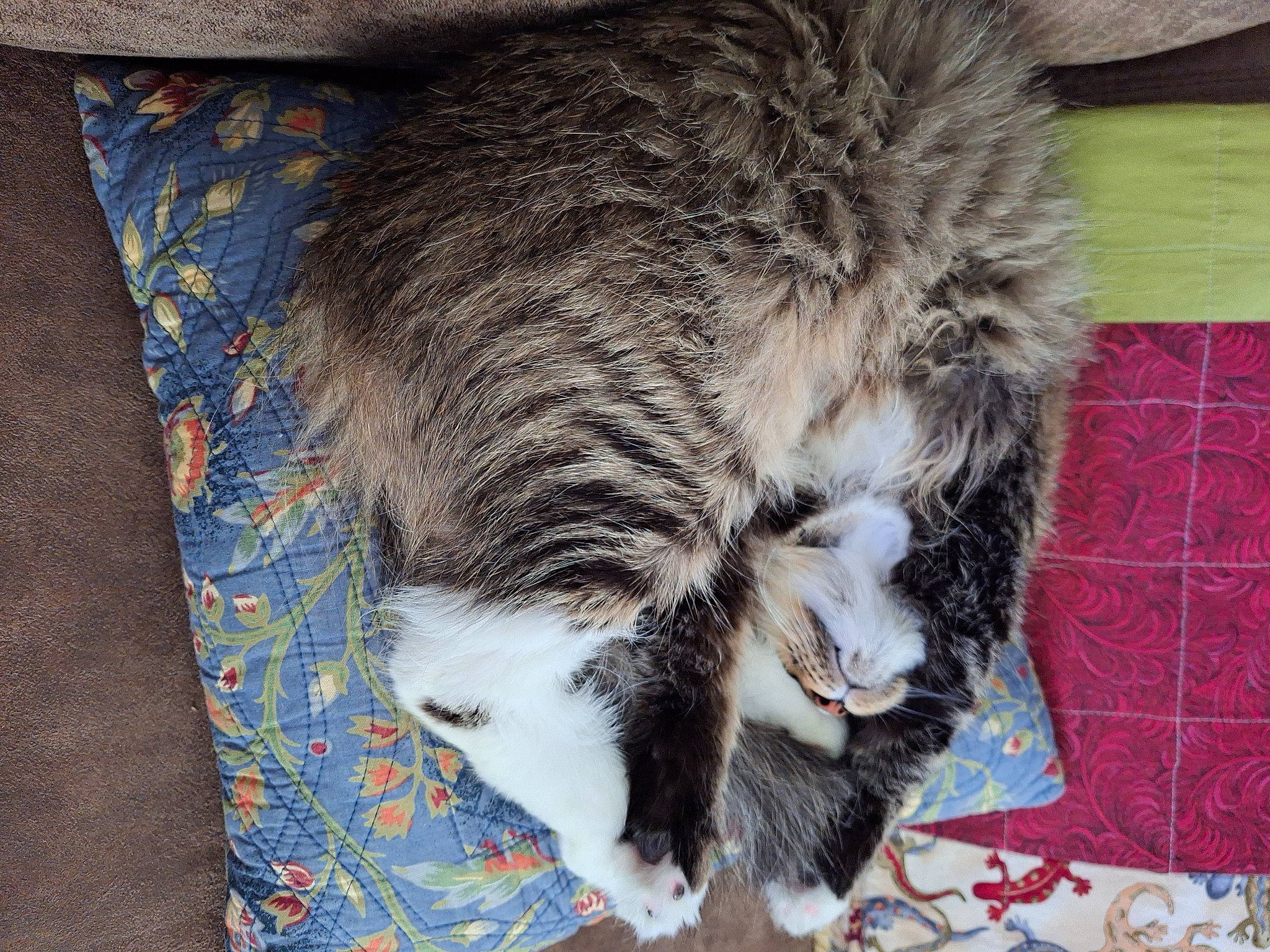 Alice is registered to the contest to win money with this photo: box, cardboard, carnivore, cat, claw, domestic_short_haired_cat, felidae, fur, grey, nap, paw, small_to_medium_sized_cats, snout, tail, terrestrial_animal, whiskers