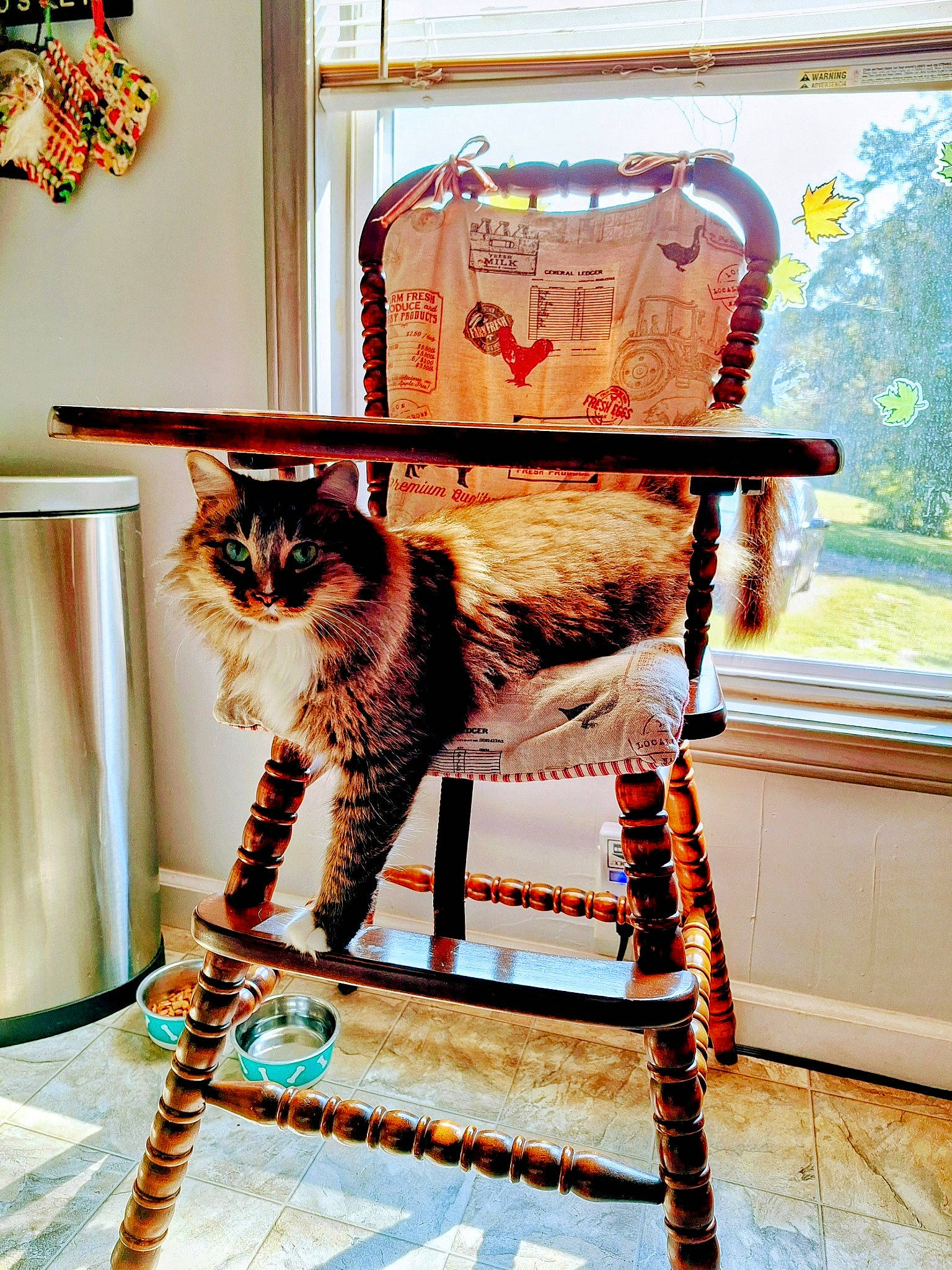 Alice joined the competition — help win amazing prizes! art, carnivore, cat, cat_supply, domestic_short_haired_cat, felidae, font, fur, paint, pattern, pet_supply, plant, rectangle, room, shelf, small_to_medium_sized_cats, tail, whiskers, window, wood