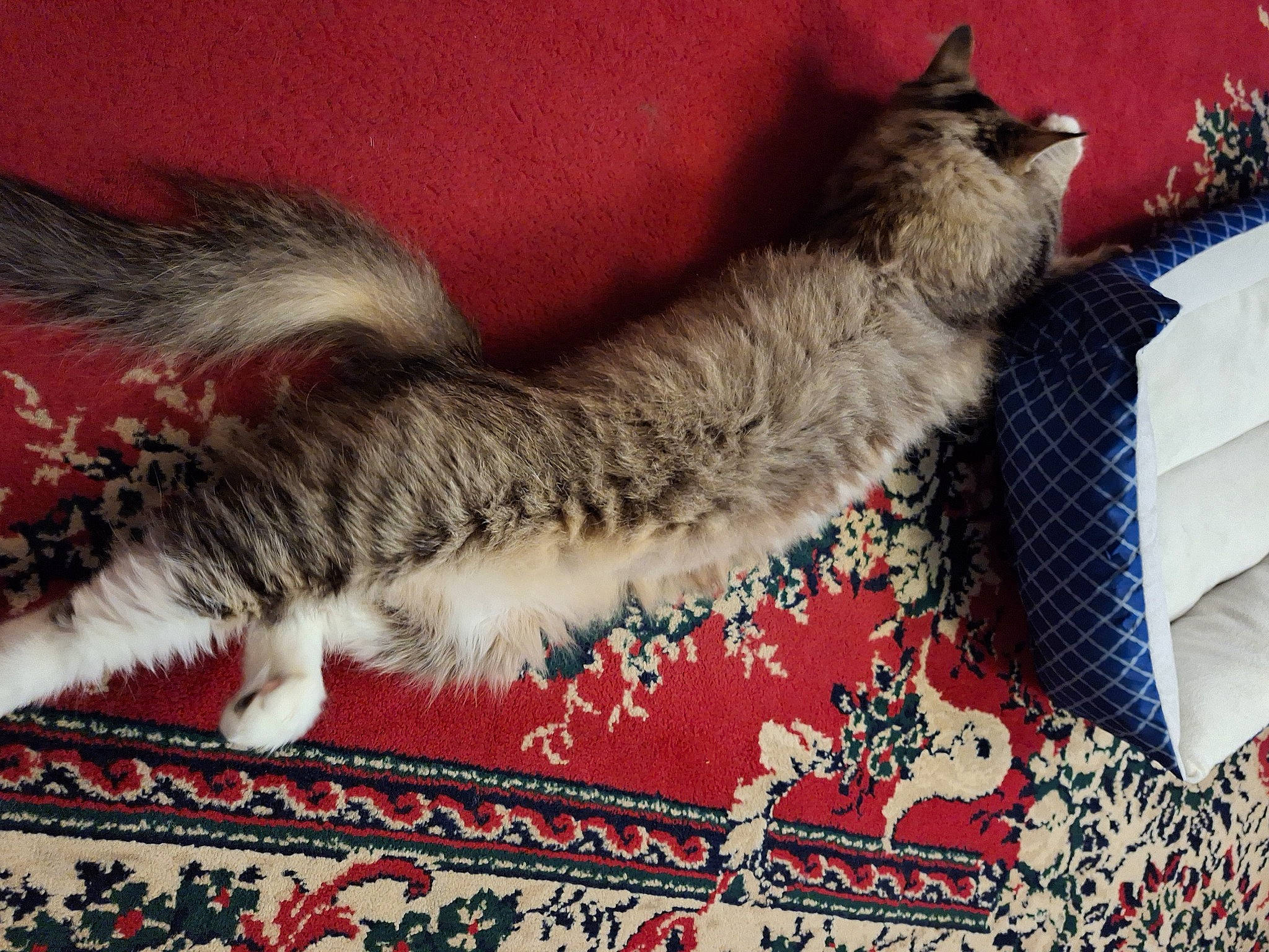 Alice is registered to the contest to win money with this photo: carnivore, carpet, cat, claw, comfort, domestic_short_haired_cat, fawn, felidae, flooring, fur, grey, nap, pattern, paw, rectangle, small_to_medium_sized_cats, snout, tail, terrestrial_animal, whiskers