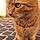 Mae