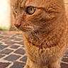 cat, ginger_cat, orange_fur, feline, pet, animal, portrait, close_up, standing, outdoor, stone_floor, paving, whiskers, ears, golden_eyes, fur, tabby, side_profile, natural_light, vertical_photo